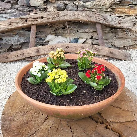 Alva Bed and Breakfast Coja